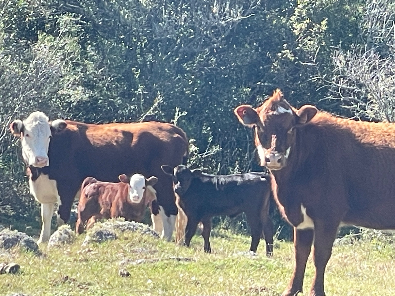 Vendo dos vacas preñadas y dos vacas con cría al pie.