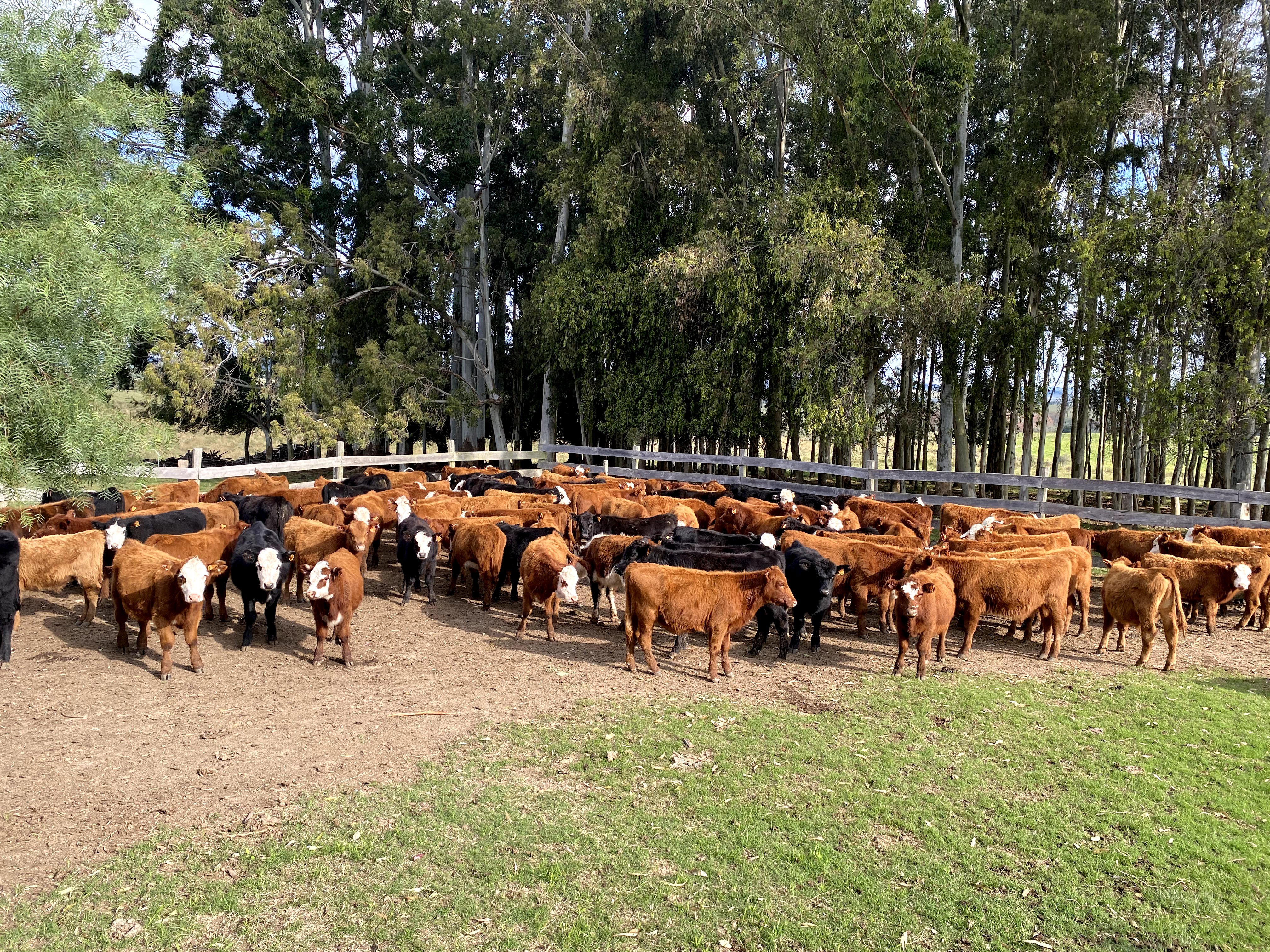 Lote prueba